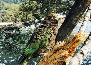 Probably a Male Adult kea