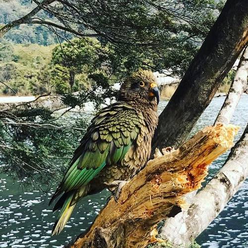Probably a Male Adult kea