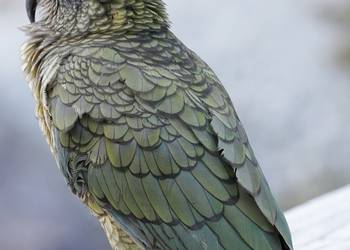 Probably a Male Adult kea