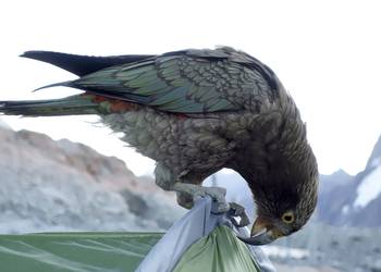 Probably a Male Adult kea