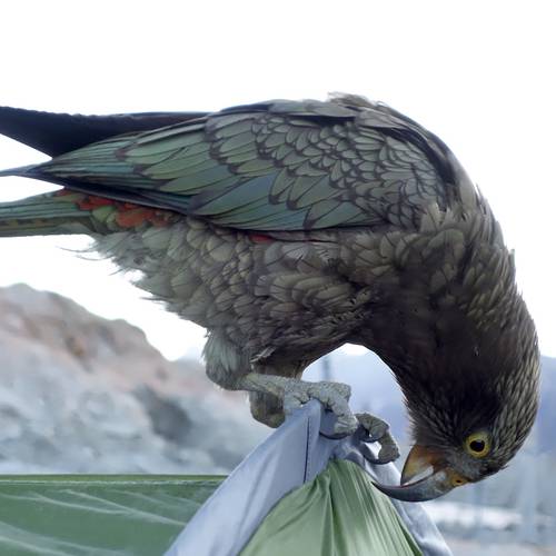 Probably a Male Adult kea