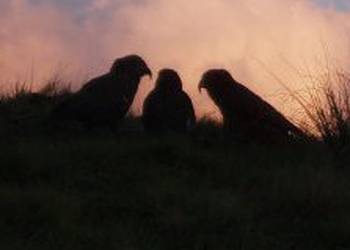 Probably a Female Adult kea