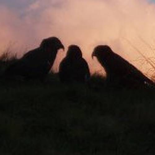 Probably a Female Adult kea