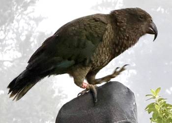 Probably a Male Adult kea