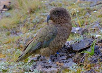 Probably a Male Adult kea
