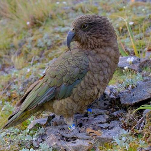 Probably a Male Adult kea