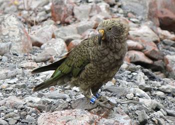 Probably a Female Adult kea