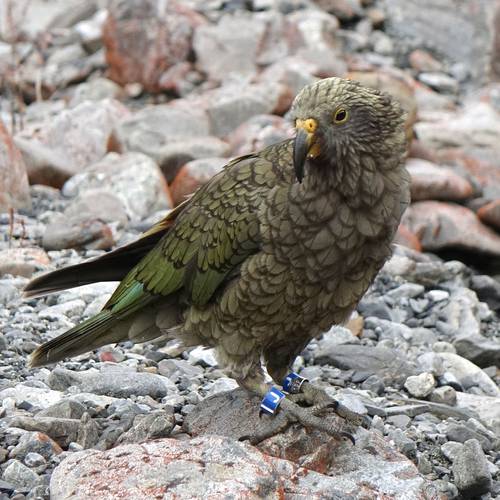 Probably a Female Adult kea