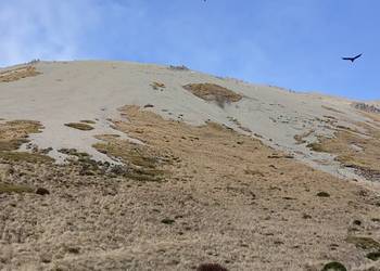 Probably a Male Adult kea