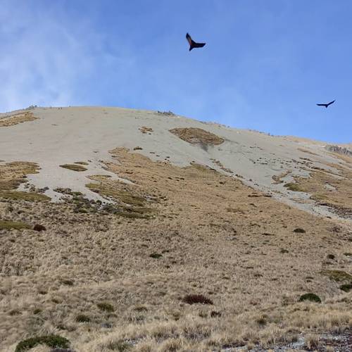 Probably a Male Adult kea