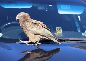 Probably a Male Adult kea