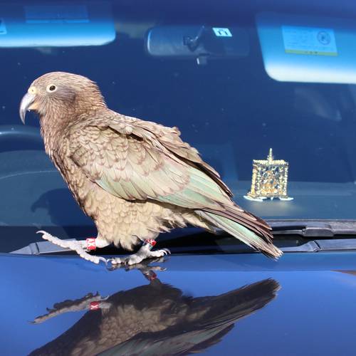 Probably a Male Adult kea