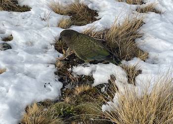 Probably a Female Adult kea