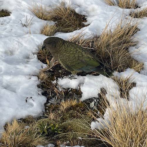 Probably a Female Adult kea