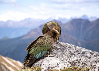 Probably a Female Adult kea