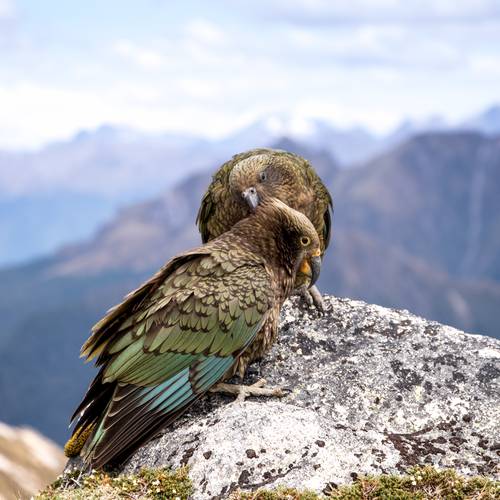 Probably a Female Adult kea