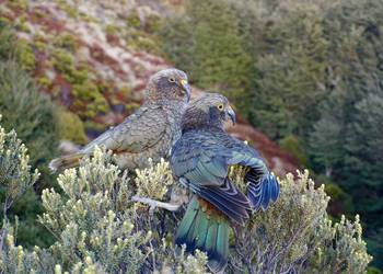 Probably a Male Adult kea
