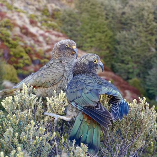 Probably a Male Adult kea
