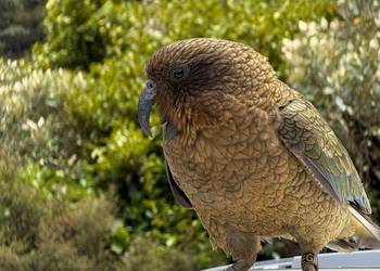 Probably a Female Adult kea