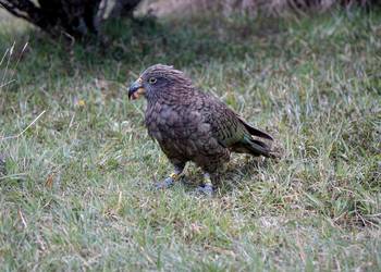 Probably a Female null kea