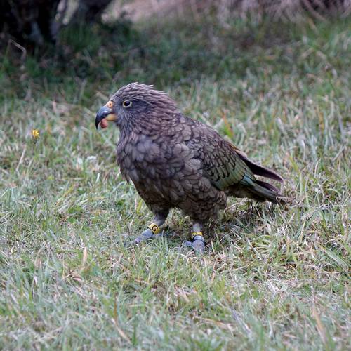 Probably a Female null kea