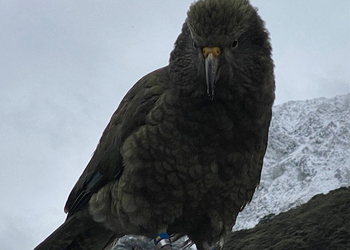 Probably a Female Adult kea
