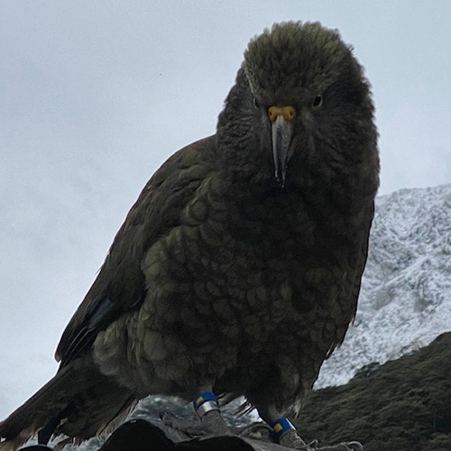 Probably a Female Adult kea