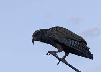 Probably a Male Juvenile kea