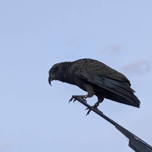 Probably a Male Juvenile kea