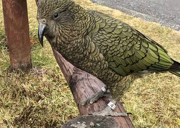 Probably a Male Adult kea