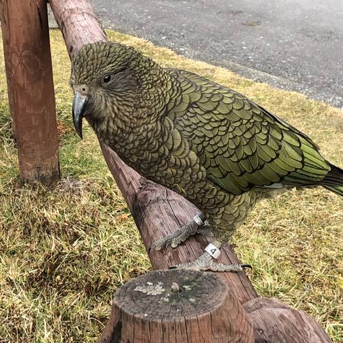 Probably a Male Adult kea