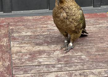 Probably a Male Adult kea