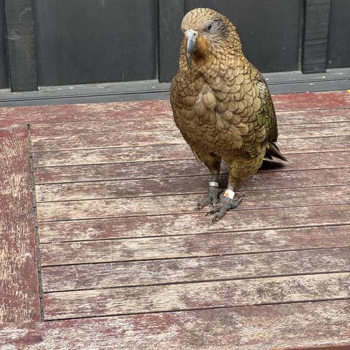 Probably a Male Adult kea