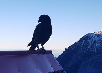 Probably a Male Adult kea