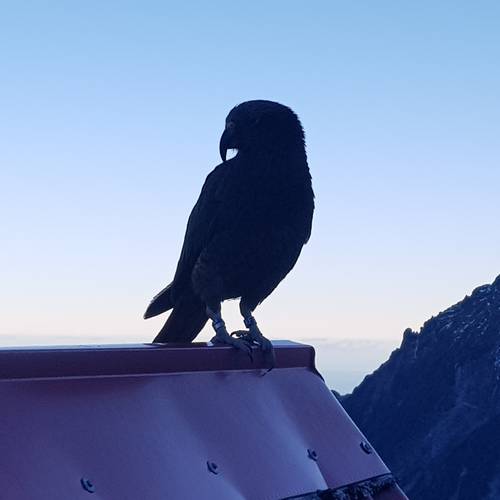 Probably a Male Adult kea