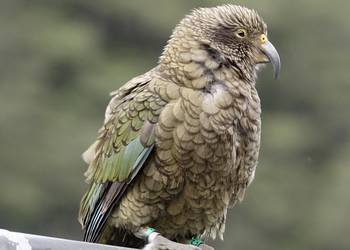 Probably a Undetermined Adult kea
