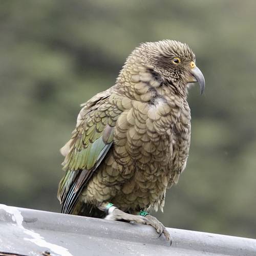 Probably a Undetermined Adult kea