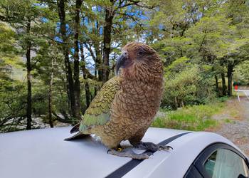 Probably a Male Adult kea