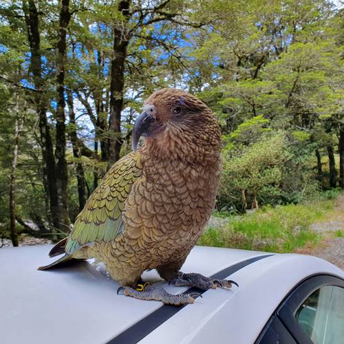 Probably a Male Adult kea