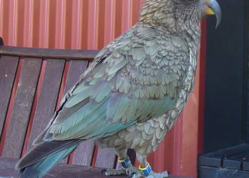 Probably a Male Adult kea