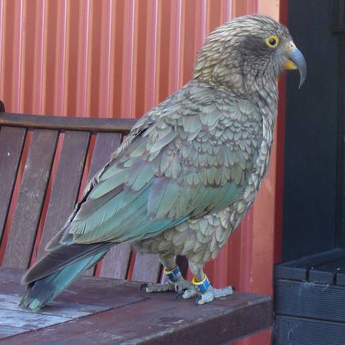 Probably a Male Adult kea