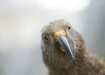 Probably a Male null kea
