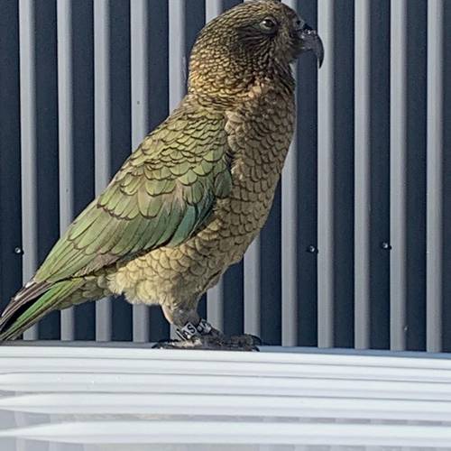 Probably a Male Adult kea