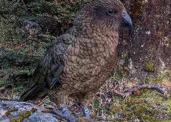 Probably a Male Adult kea