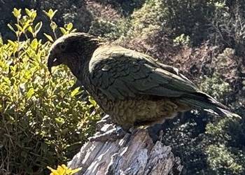 Probably a Undetermined Adult kea