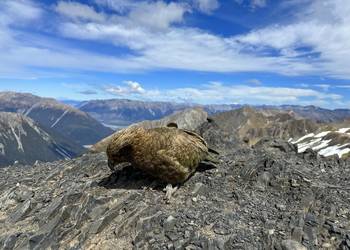 Probably a Male Sub-Adult kea