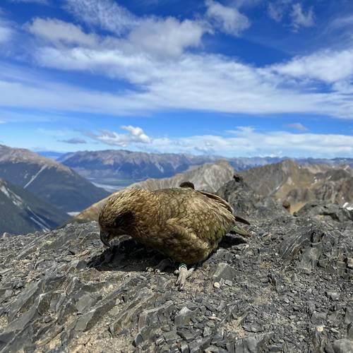 Probably a Male Sub-Adult kea