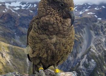 Probably a Female Adult kea