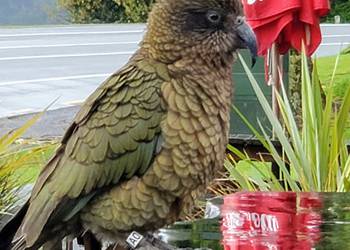 Probably a Male Adult kea