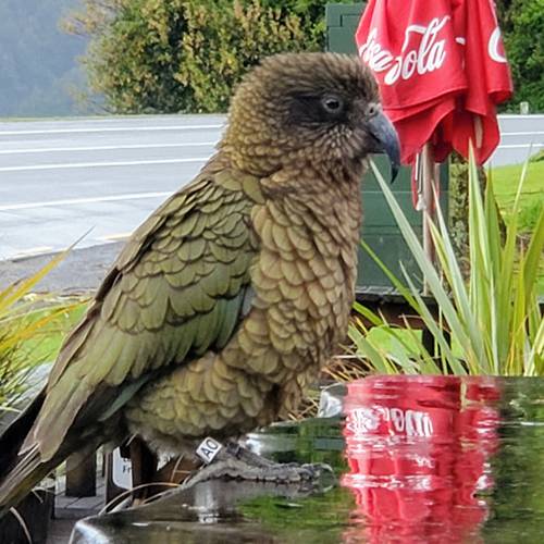 Probably a Male Adult kea